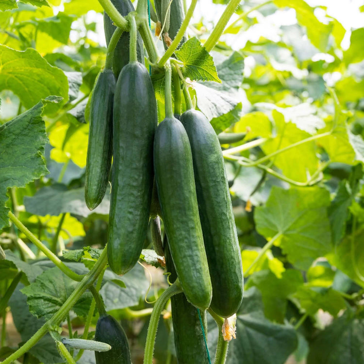 Non-GMO Cucumber Seeds