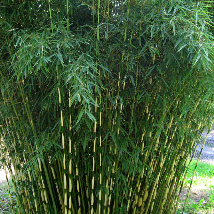 Non-Invasive Bamboo Seeds