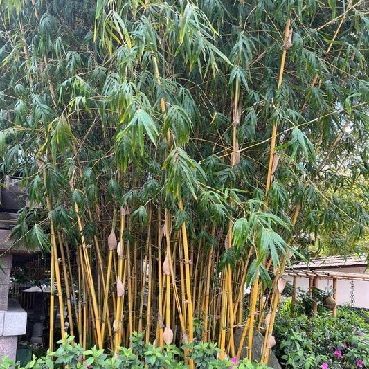 Non-Invasive Bamboo Seeds