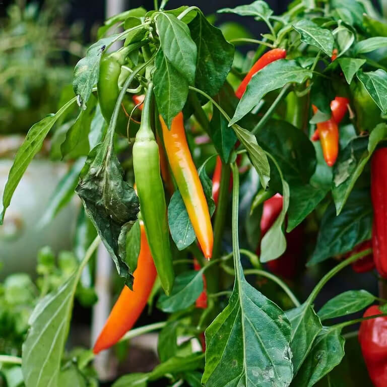 Non-Spicy Chili Pepper Seeds