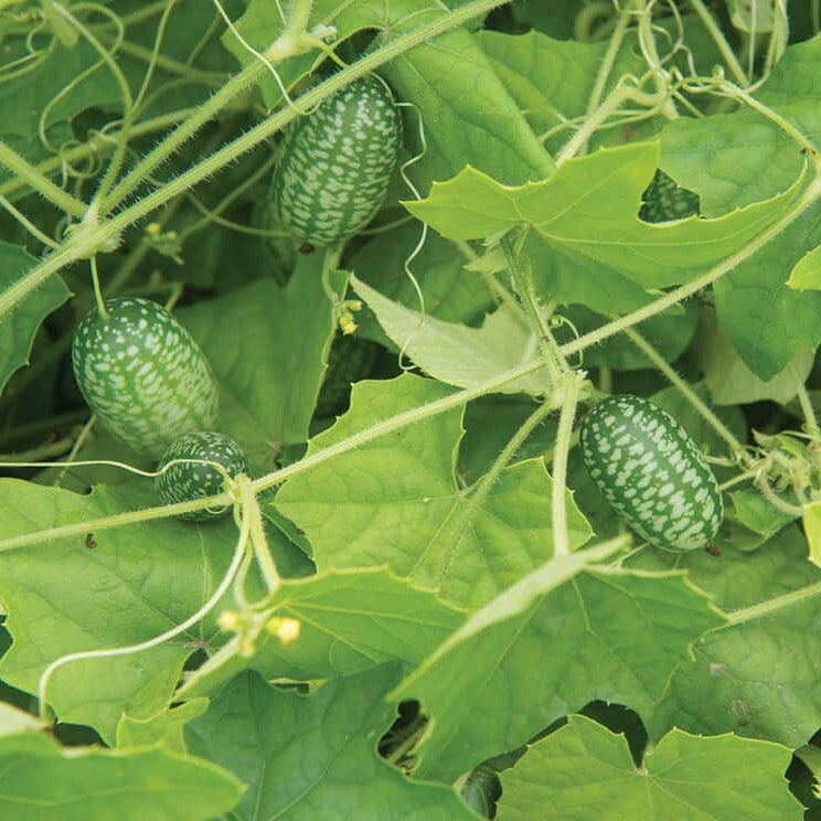 Non GMO Cucamelon Seeds