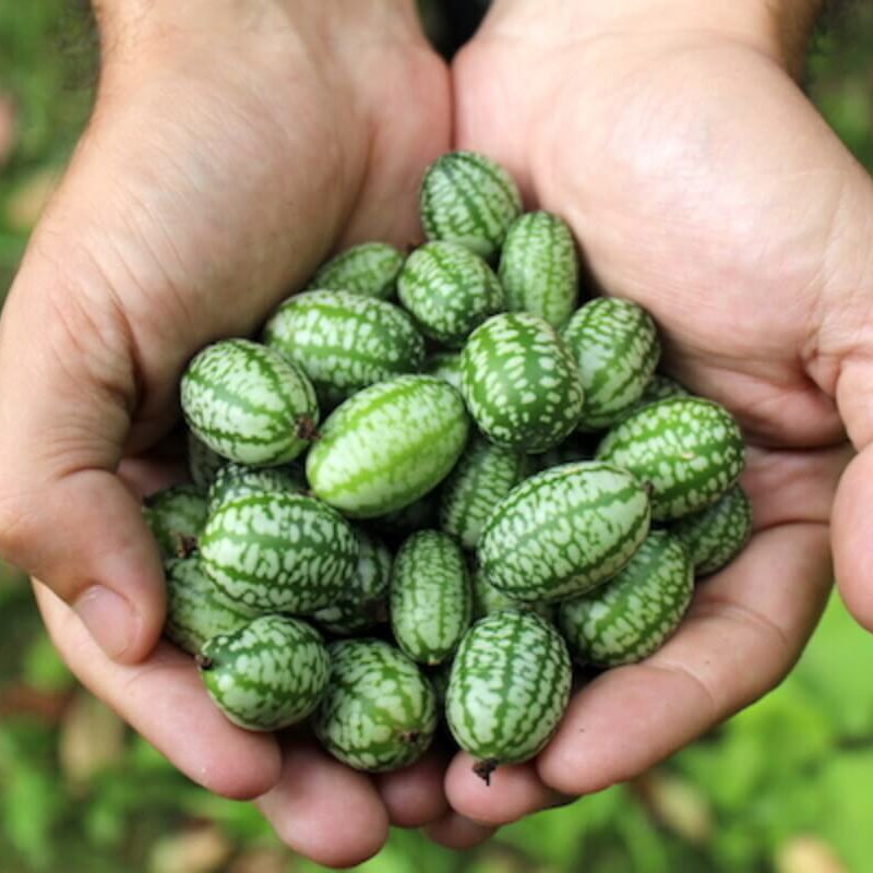 Non GMO Cucamelon Seeds