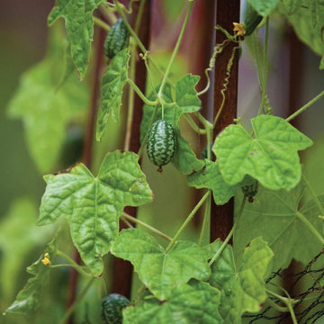 Non GMO Cucamelon Seeds
