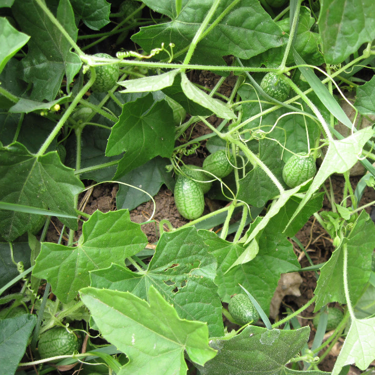 Non GMO Cucamelon Seeds