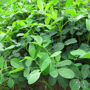 Non GMO Peanut Seeds For Planting