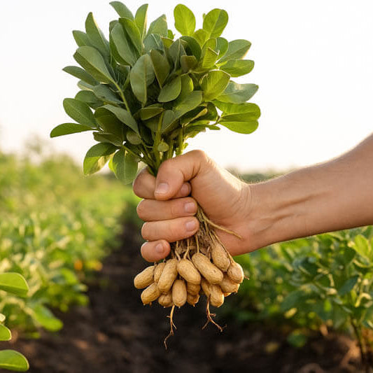 Non GMO Peanut Seeds For Planting