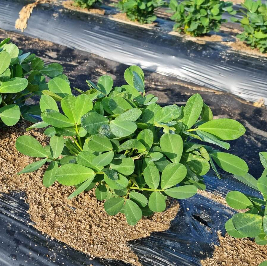Non GMO Peanut Seeds For Planting