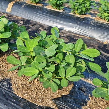 Non GMO Peanut Seeds For Planting