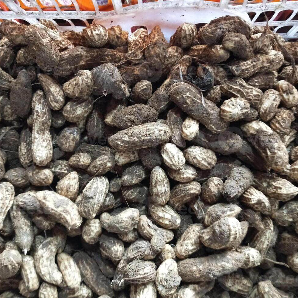 Non GMO Peanut Seeds For Planting