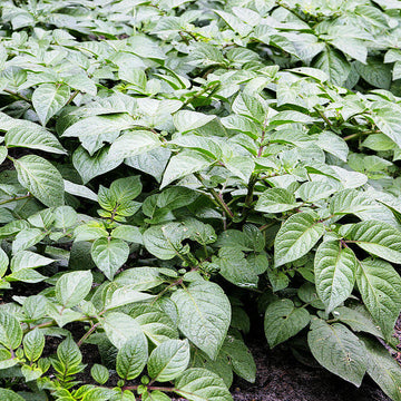 Non GMO Potato Seeds