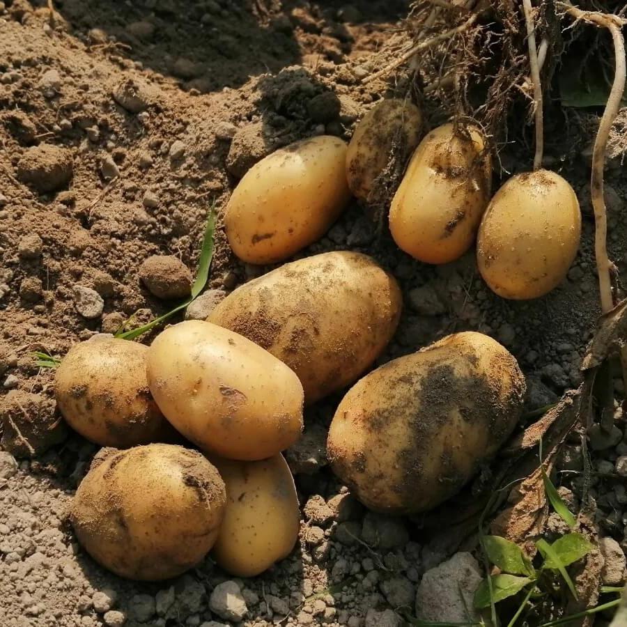 Non GMO Potato Seeds
