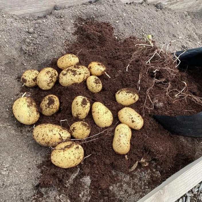 Non GMO Potato Seeds