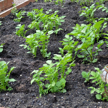 Non GMO Potato Seeds