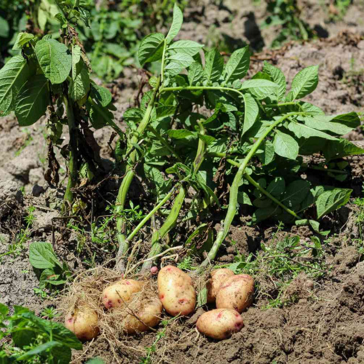 Non GMO Potato Seeds
