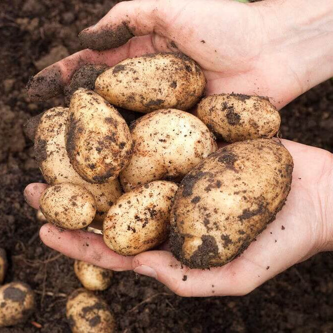 Non GMO Potato Seeds