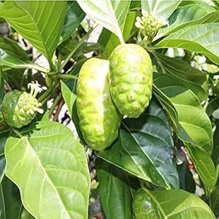 Noni Seeds