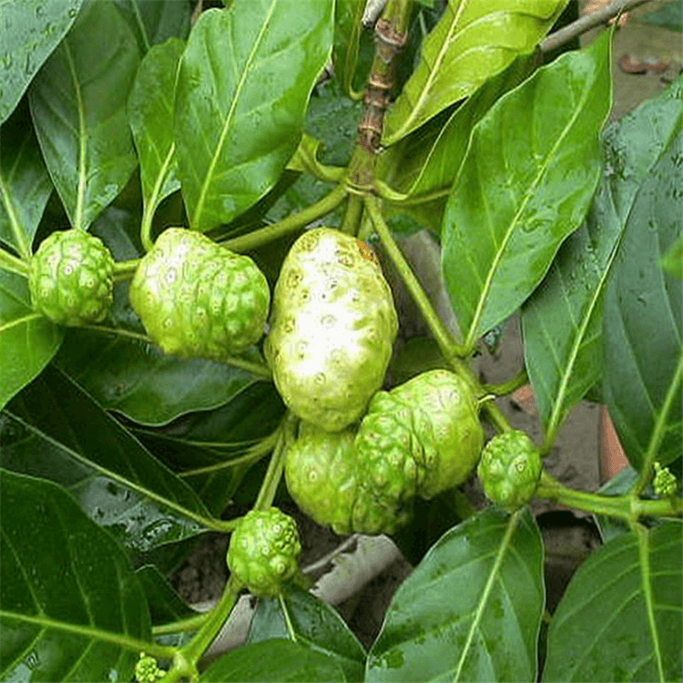 Noni Seeds