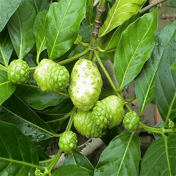 Noni Seeds