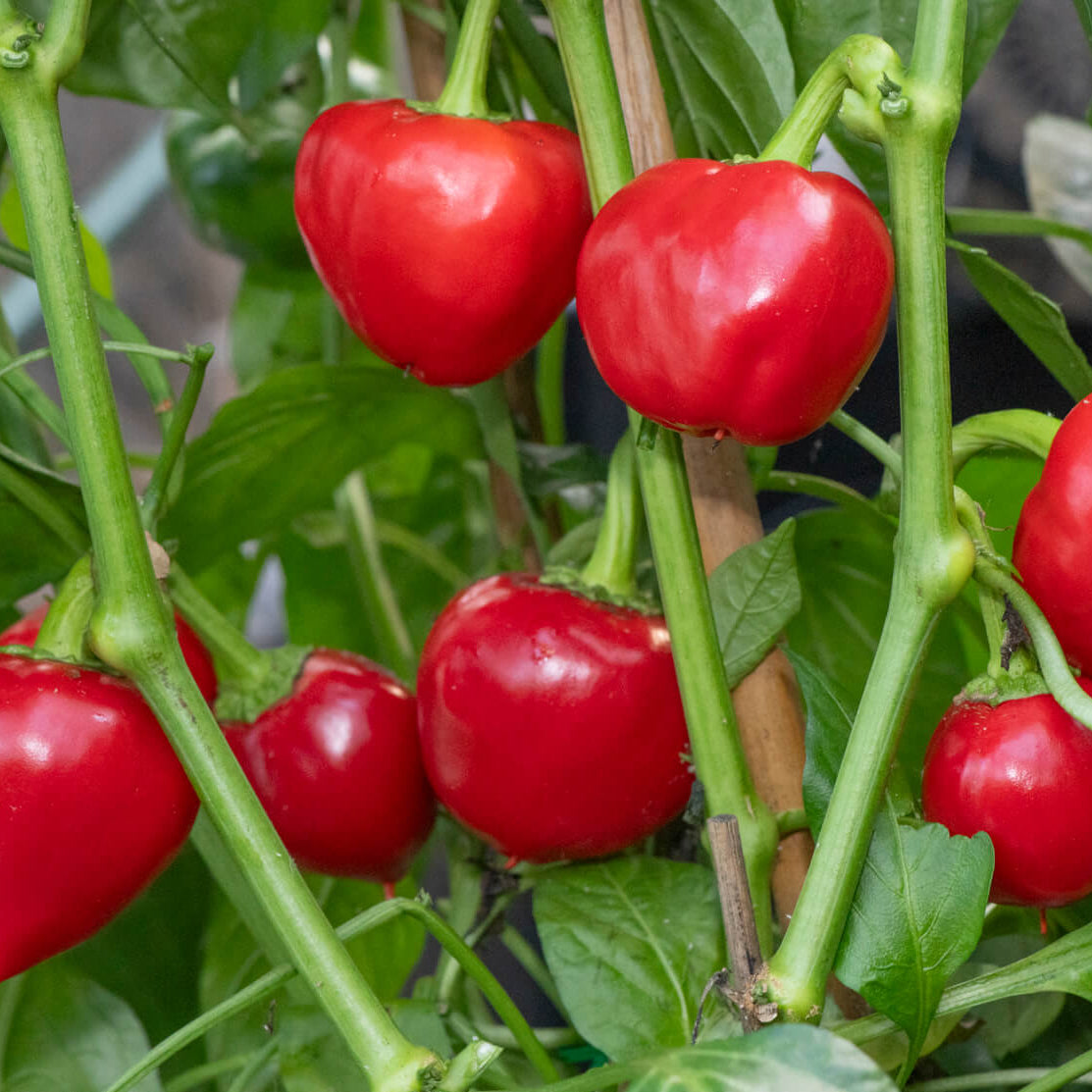 Nora Pepper Seeds 