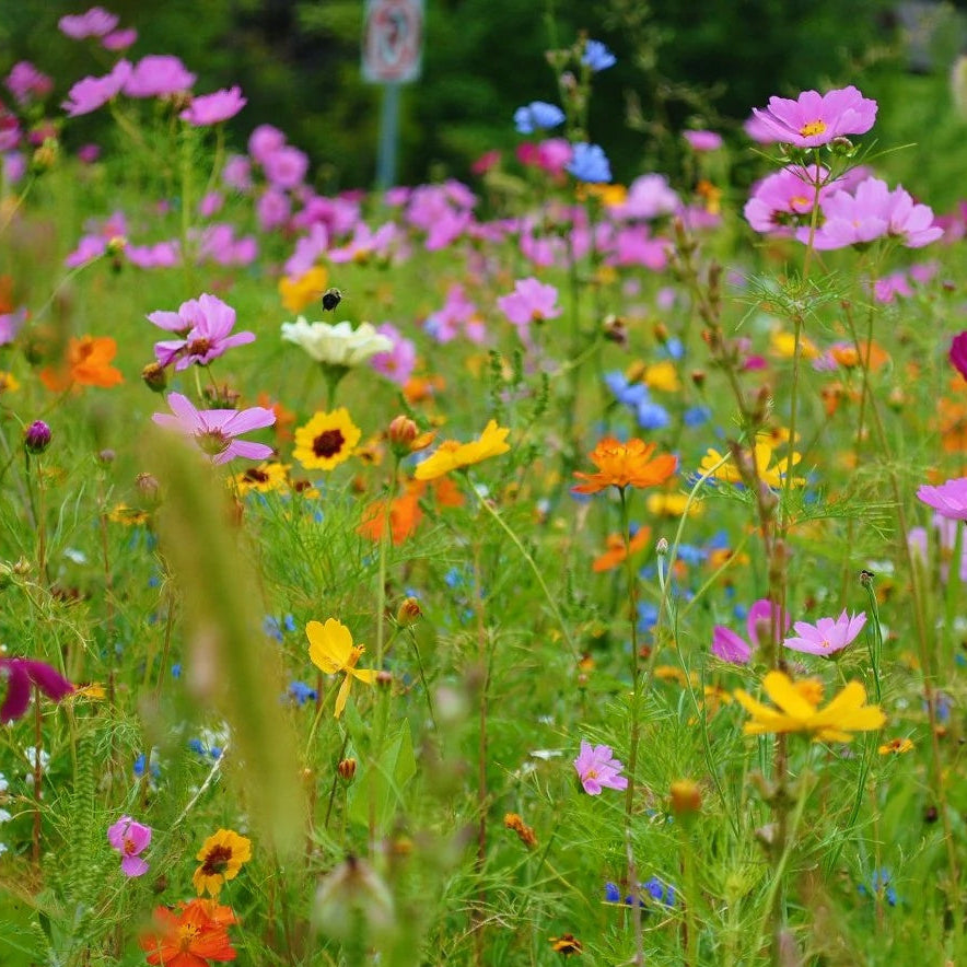 Northeast Mix Wildflower Seeds