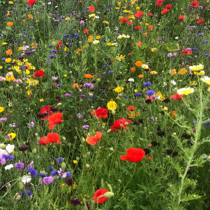 Northeast Mix Wildflower Seeds