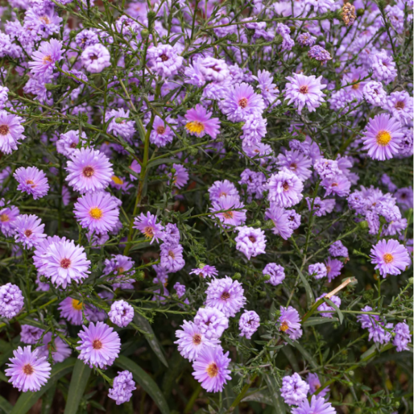 Novi-Belgii Aster Seeds