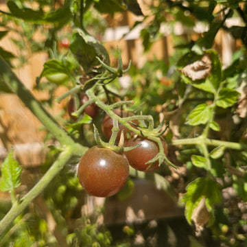 Nut Brown Tomato Seeds 