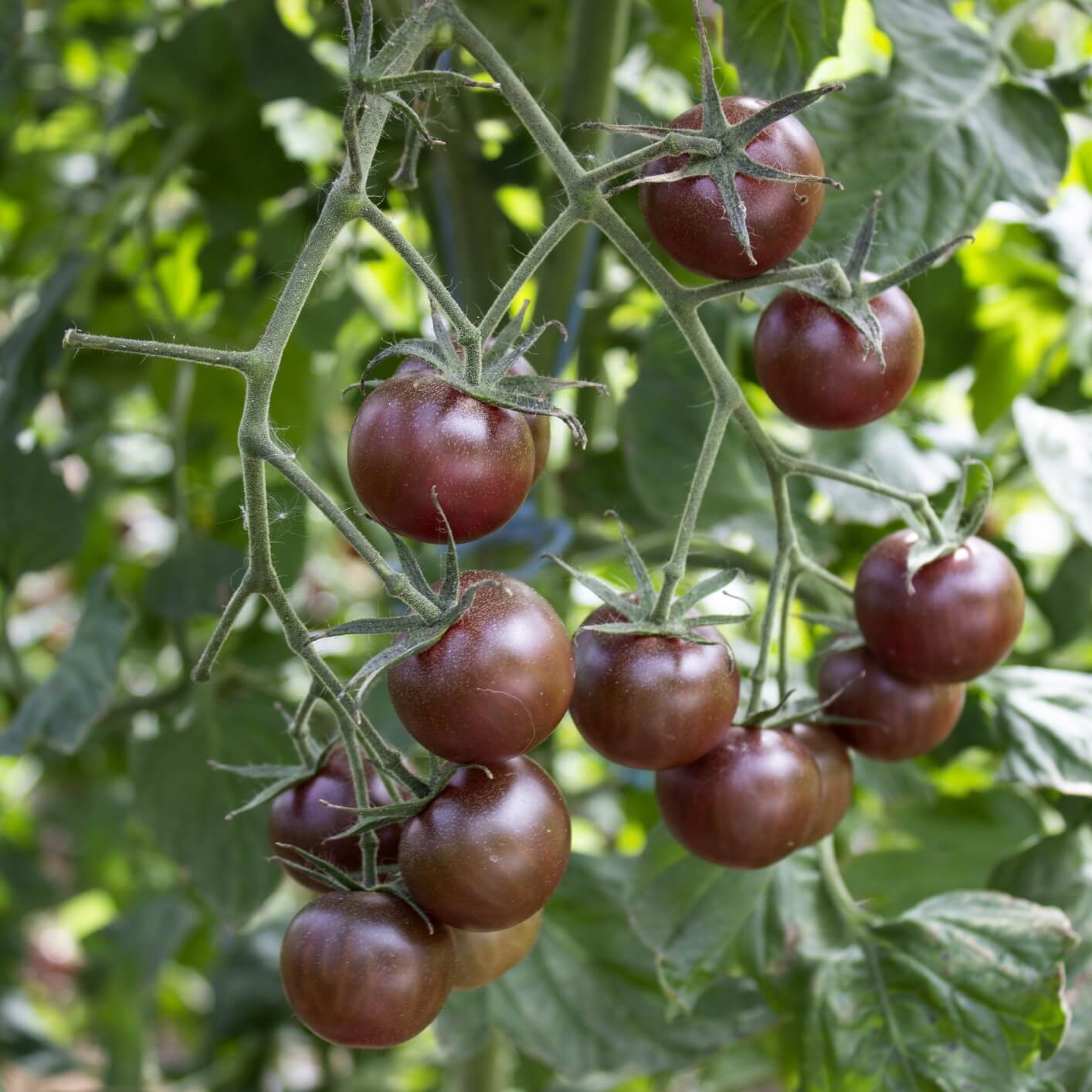 Nut Brown Tomato Seeds 