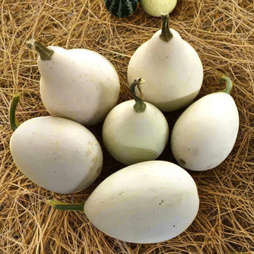 Nest Egg Gourd Seeds – White Egg