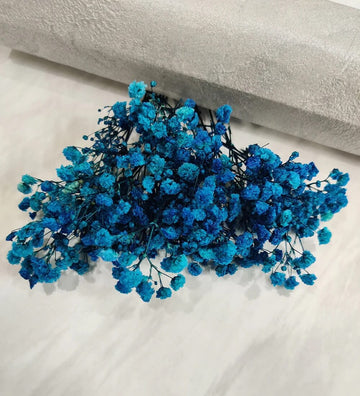 Blue Gypsophila Seeds – Flower Plant