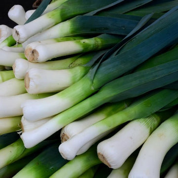 Leek Seeds – Large American Flag