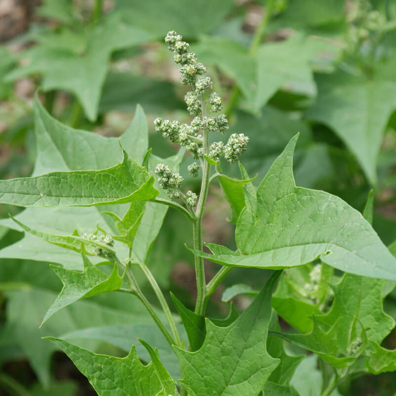 Oak-Leaved Goosefoot Seeds - Vegetable Plant