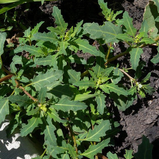 Oak-Leaved Goosefoot Seeds - Vegetable Plant
