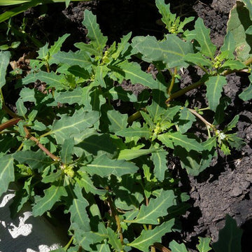 Oak-Leaved Goosefoot Seeds - Vegetable Plant