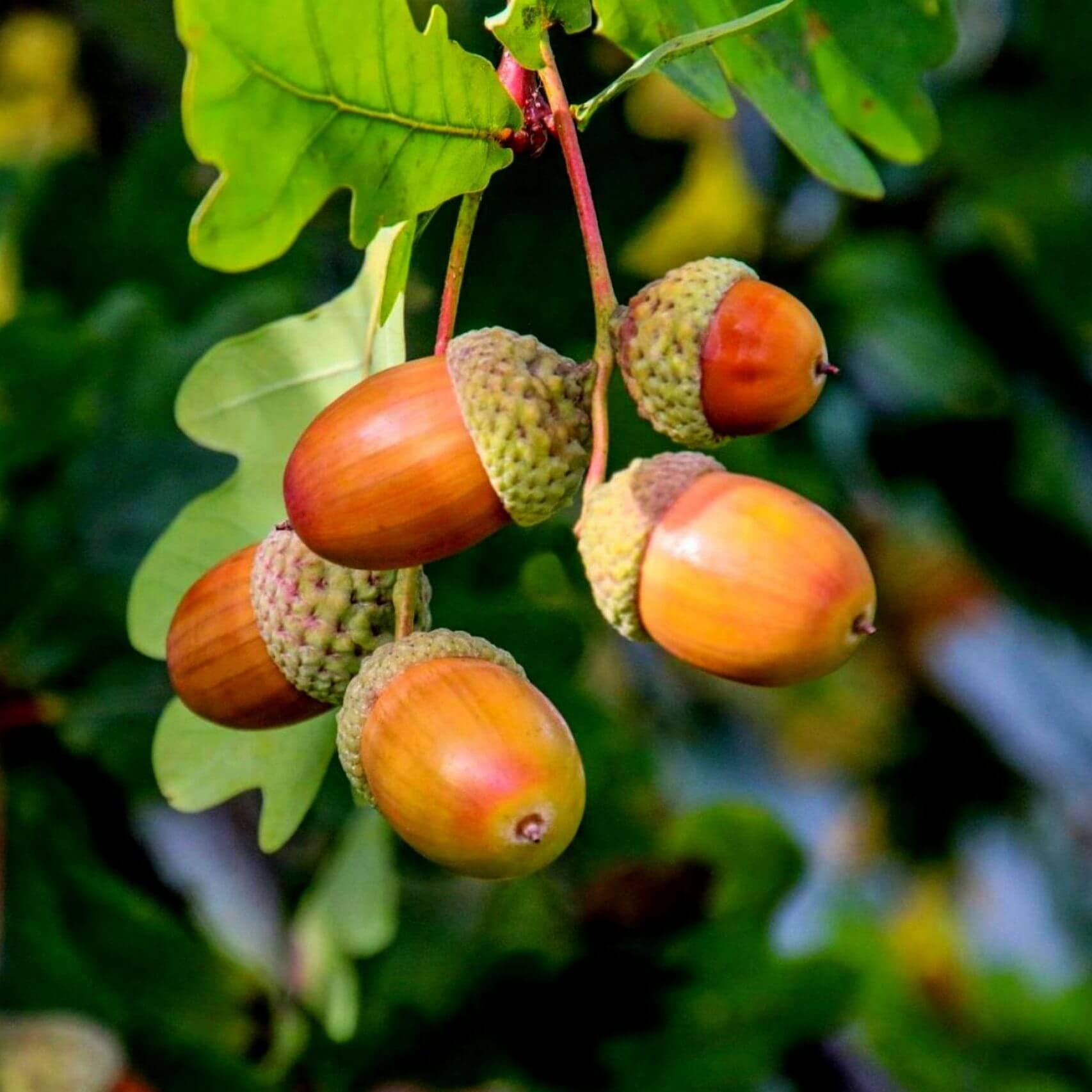 Oak Tree Acorn Seeds