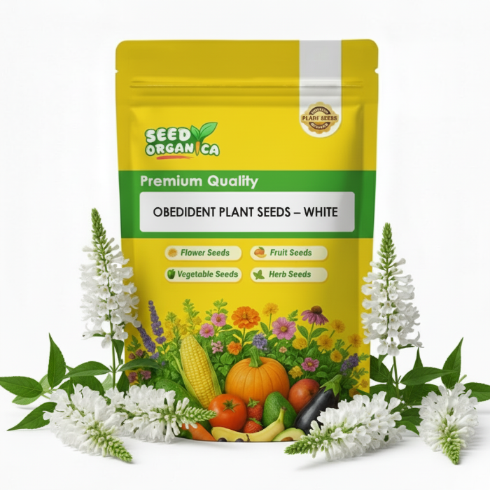 Obedient Plant Seeds – White