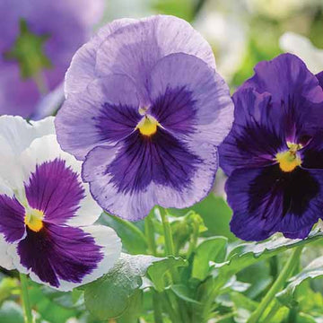 Purple Pansy Seeds