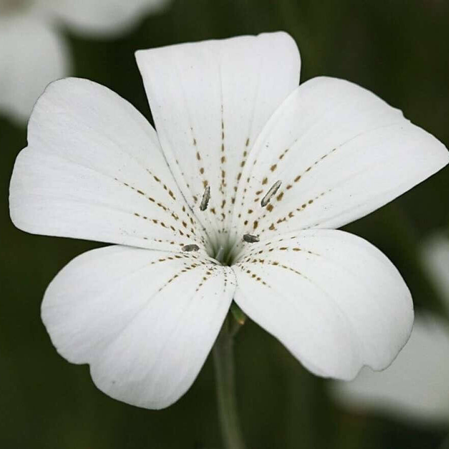 Ocean Pearl Agrostemma Seeds