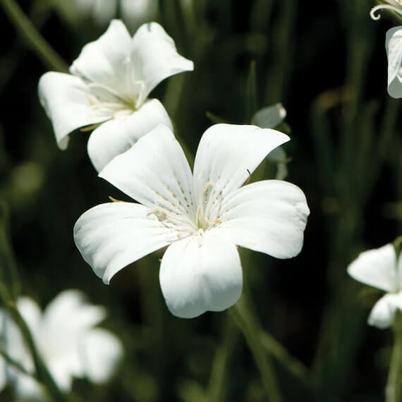 Ocean Pearl Agrostemma Seeds