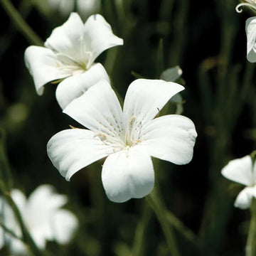 Ocean Pearl Agrostemma Seeds