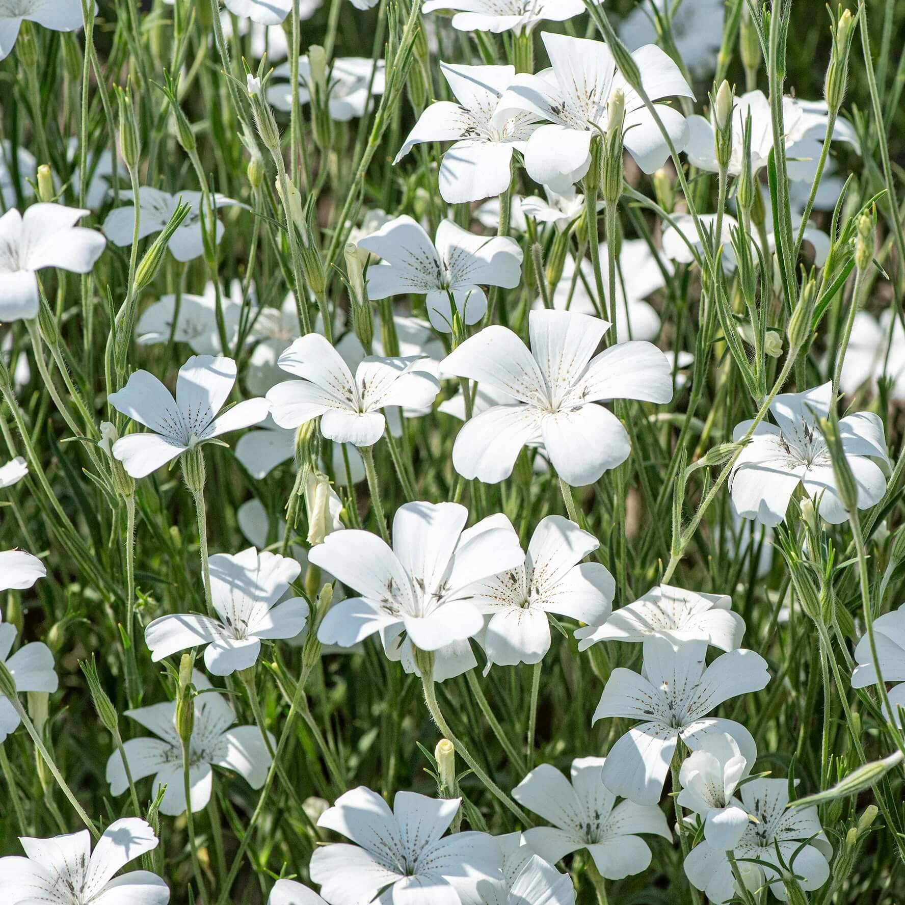 Ocean Pearl Agrostemma Seeds