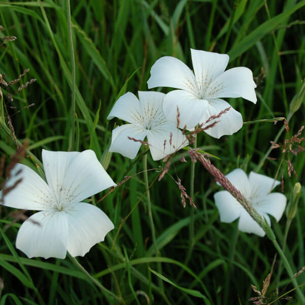 Ocean Pearl Agrostemma Seeds