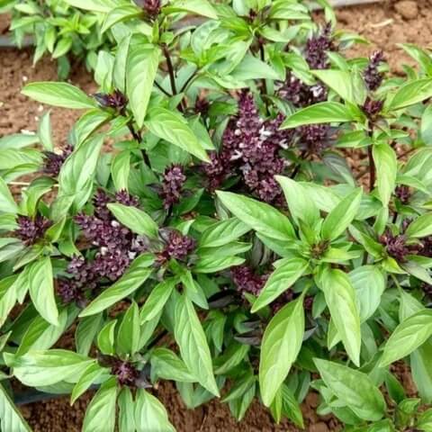 Ocimum Basilicum Basilico Mostruoso seeds
