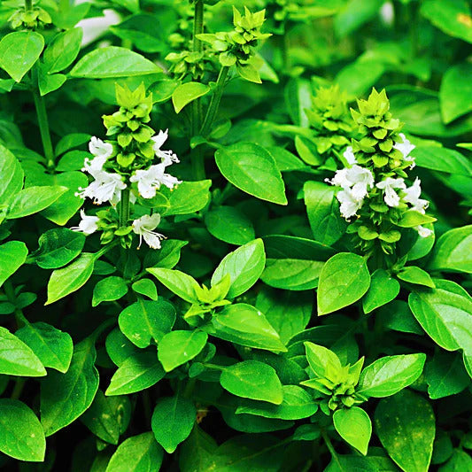 Ocimum Basilicum Lime Basil Seeds