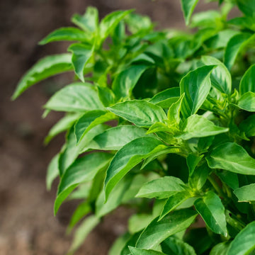 Ocimum Basilicum Lime Basil Seeds