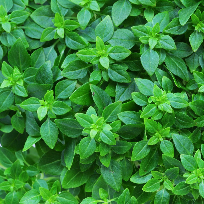 Ocimum Basilicum Lime Basil Seeds