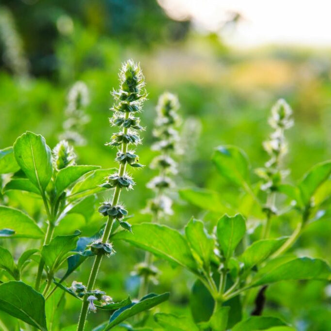 Ocimum Basilicum Lime Basil Seeds