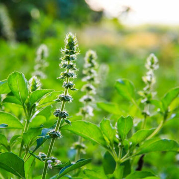 Ocimum Basilicum Lime Basil Seeds