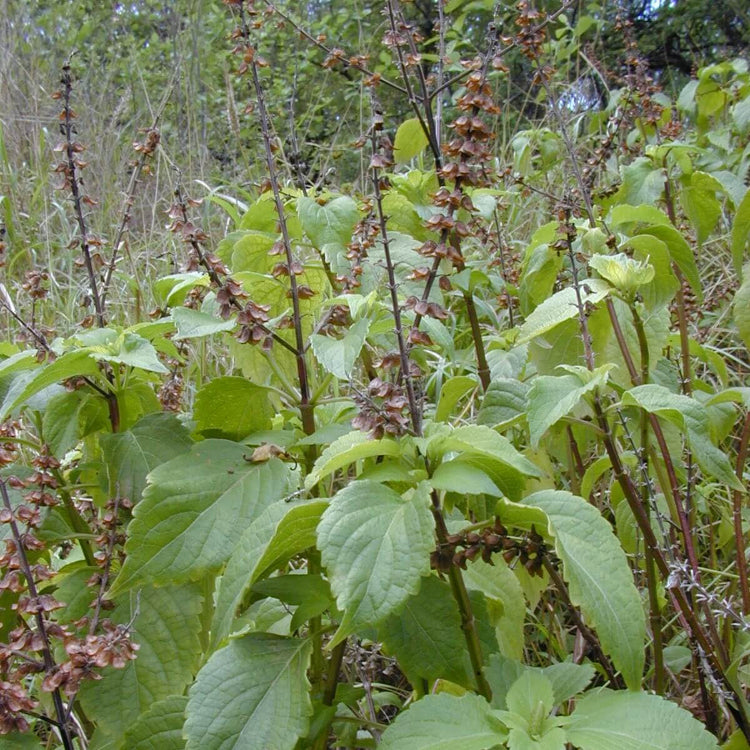 Ocimum Gratissimum Seeds - Herbal Plant