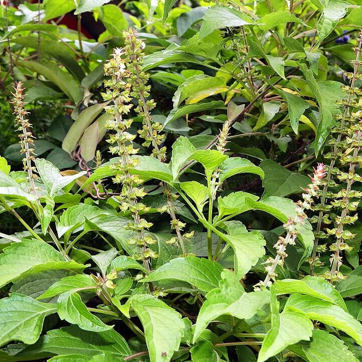 Ocimum Gratissimum Seeds - Herbal Plant